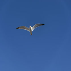 Seagull spread wings and flying on blue sky during sunny winter day
