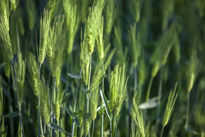 Close-up of barleys growing on field