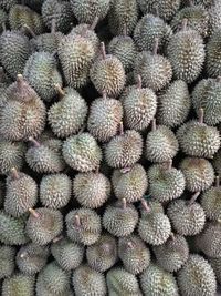 Full frame shot of succulent plant in market