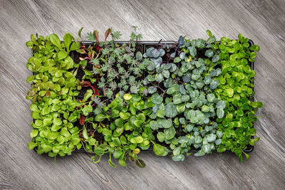 High angle view of leaves