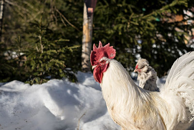 Mountain roosters on the ground