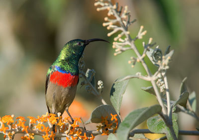 Close-up of bird perching on branch