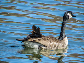 Close-up of duck in lake