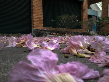 Purple flowers on street