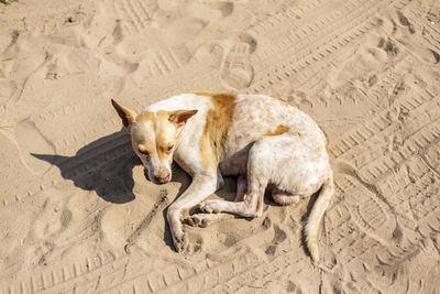 Dogs on sand at beach