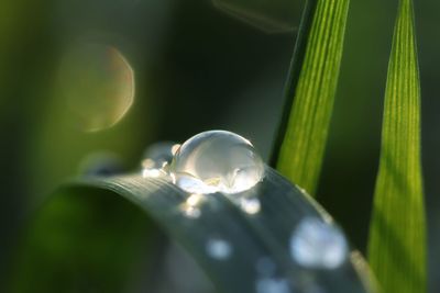 Close-up of raindrops on plant