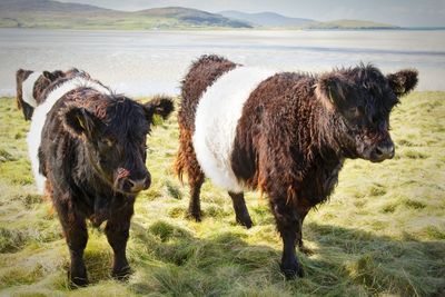 Horses standing on field