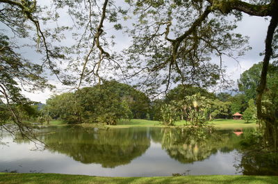 Scenic view of lake by trees in forest