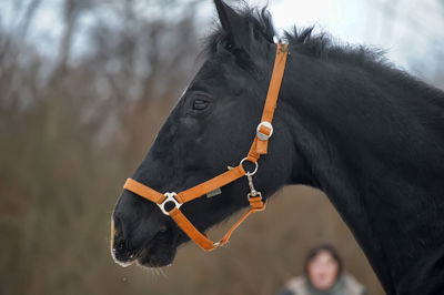 Close-up of a horse