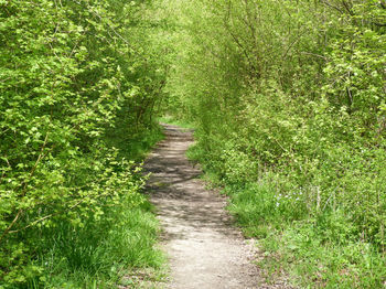 Footpath leading towards grassy field