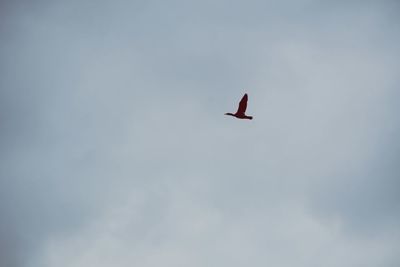 flying