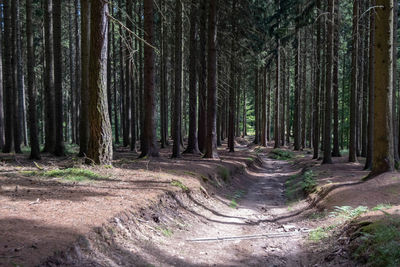 View of trees in the forest