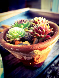 Close-up of potted plant on table