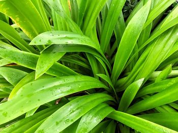 Full frame shot of wet plant