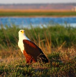 Bird perching on a field