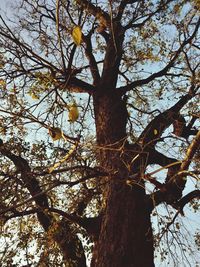 Low angle view of tree against sky in forest