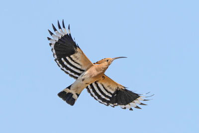 Low angle view of bird flying against clear blue sky