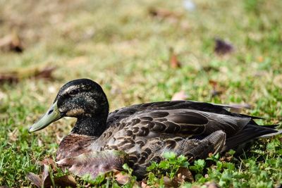 Close-up of bird on grass