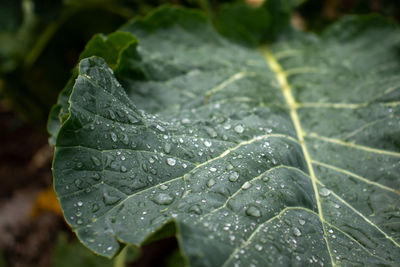 Close-up of raindrops on leaves