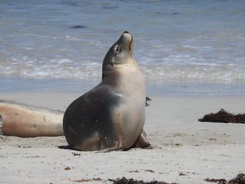 Close-up of sea lion on beach