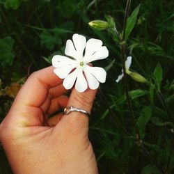 Close-up of hand holding white flower