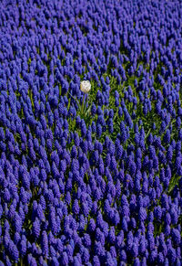 Full frame shot of purple flowering plants on field