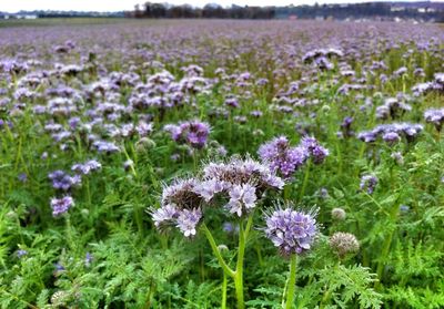 Purple flowers growing on field