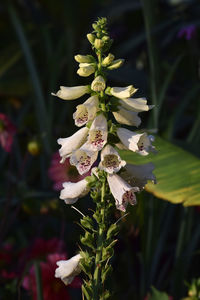 Close-up of white flowering plant