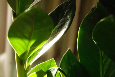 Close-up of fresh green plant