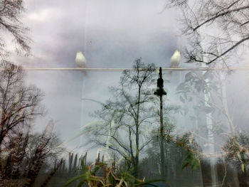 Reflection of bare trees in water