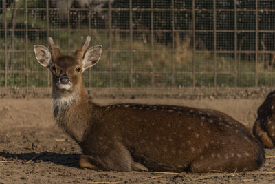 Portrait of deer in zoo