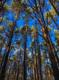 Low angle view of pine trees against sky