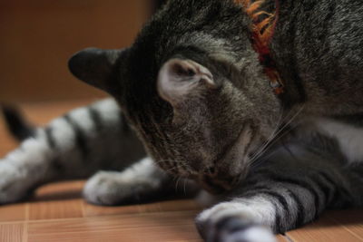 Close-up portrait of cat relaxing at home