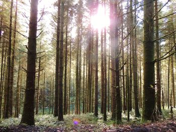 Sun shining through trees in forest