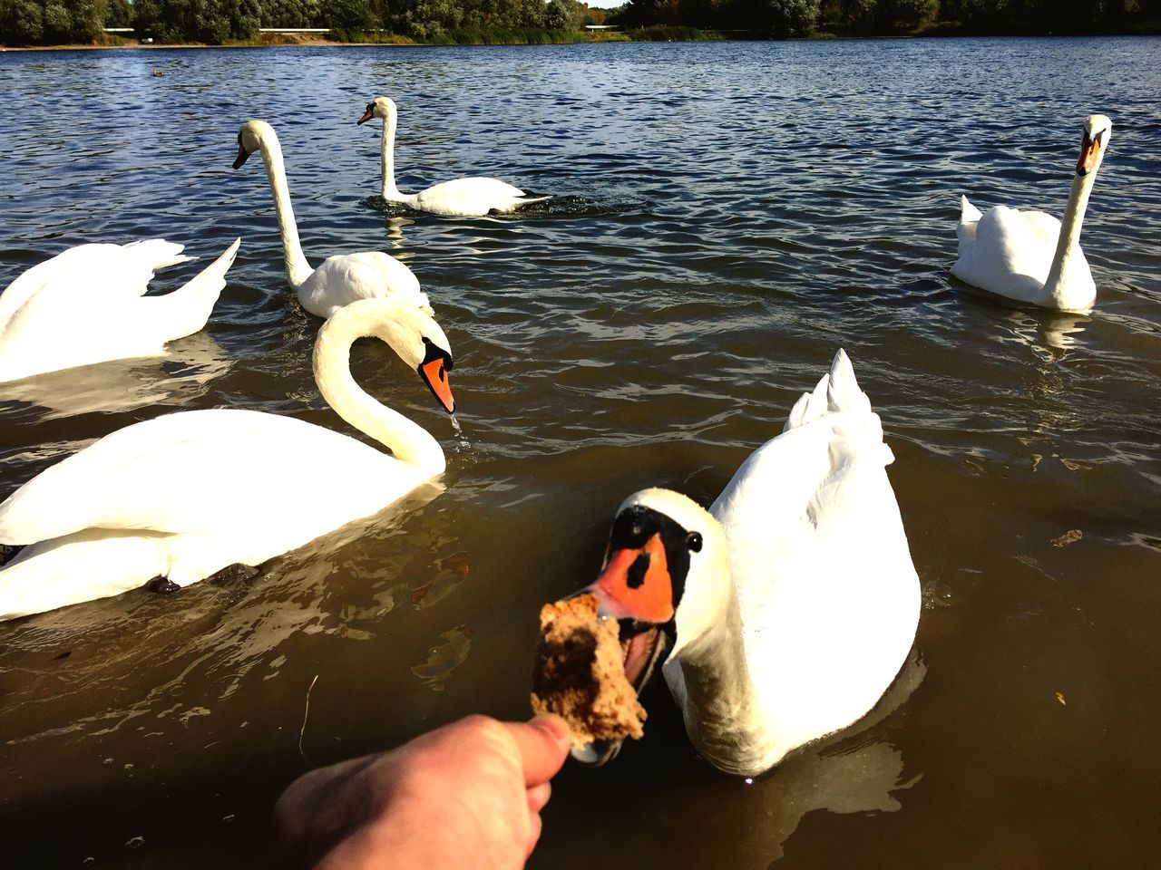 water, wildlife, animals in the wild, bird, swan, togetherness, lake, rippled, water bird, personal perspective, swimming, person, tranquility, nature, day, beak, non-urban scene