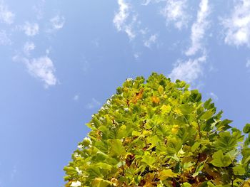 Low angle view of plant against sky