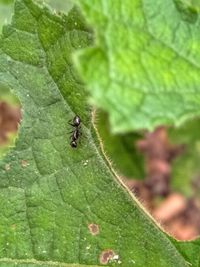 Close-up of ant on leaf