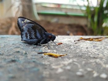 Close-up of butterfly on surface