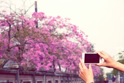 Cropped hands of woman photographing cherry blossoms in city