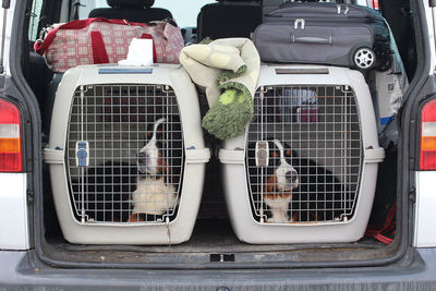 Dogs caged in car trunk