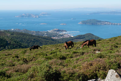 Horses grazing on the mountain with the cies islands in the background