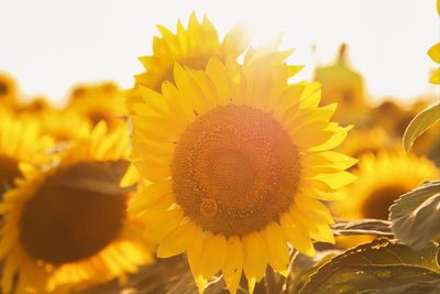 Close-up of sunflower