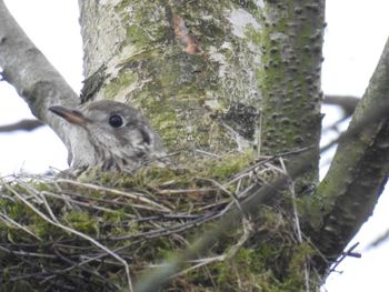 Close-up of bird perching on tree