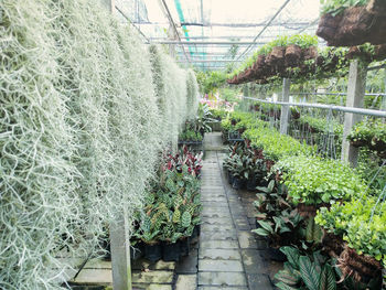 Plants growing in greenhouse