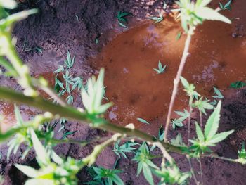 High angle view of plants growing on field