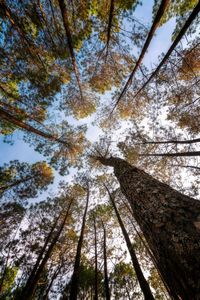 Low angle view of trees in forest during autumn