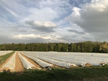 Scenic view of agricultural field against sky