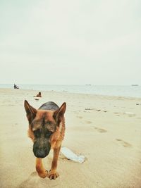 Dog on beach