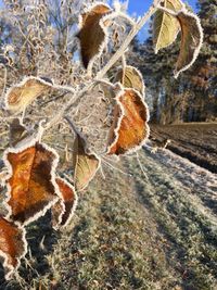 Close-up of frozen plant on land