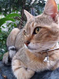 Close-up portrait of a cat looking away